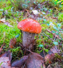 Beautiful Orange-cap boletus mushroom on moss,in the autumn forest.