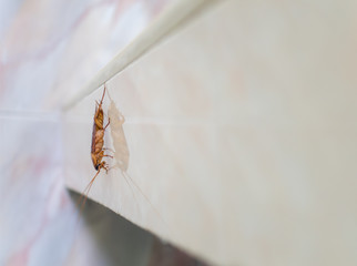 Close-up image of cockroach clinging on tile with reflection in house on background of water closet. Copy space