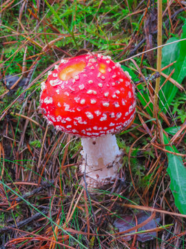 The spotted red fly agaric in autumn forest. Mushroom on a glade in autumn mushroom forest.