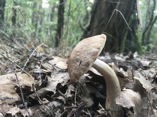 Zielona Góra, Wzgórza Piastowskie © Rapikol