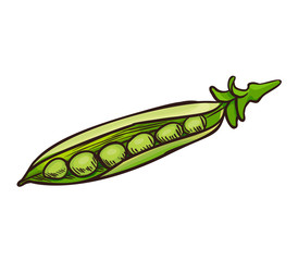 Pea vector icon, hand drawn sketch of green vegetable, template for menu,food diet infographics, sticker, flyer, print