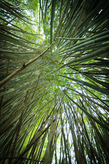 Obraz na płótnie Canvas Bamboo I