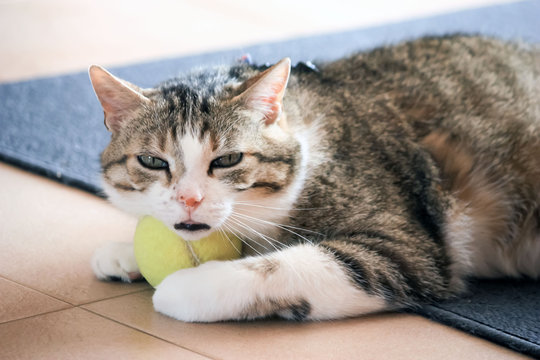chat en mode relaxation