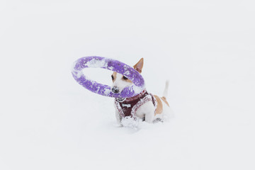 Funny looking small dog with giant ring toy