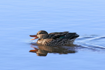 The Teal and gadwall with open beak at the North lake in Russia
