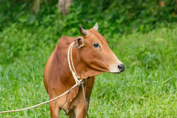 Naklejka na ściany i meble A brown cow on leash at the field