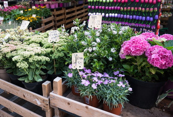 Colorful flowers for sale at  flower market, Amsterdam, The Netherlands