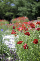 Obraz premium 花畑