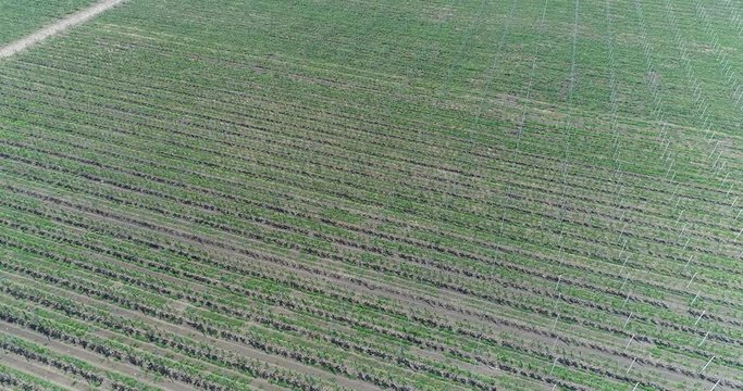 A view of the seedlings of trees from the air, flying over tree seedlings, a garden center, a young apple garden on the field, Rows of tree saplings in the Young apple garden, 4k, aerial