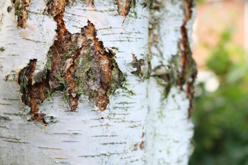 The bark of a silver birch tree