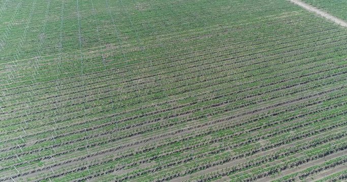 A view of the seedlings of trees from the air, flying over tree seedlings, a garden center, a young apple garden on the field, Rows of tree saplings in the Young apple garden, 4k, aerial