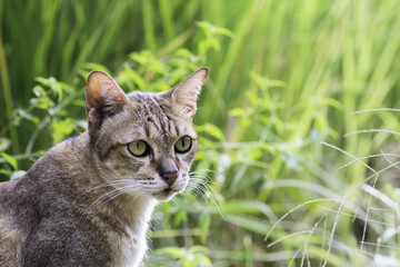 The face side of the cat on the background blurred .