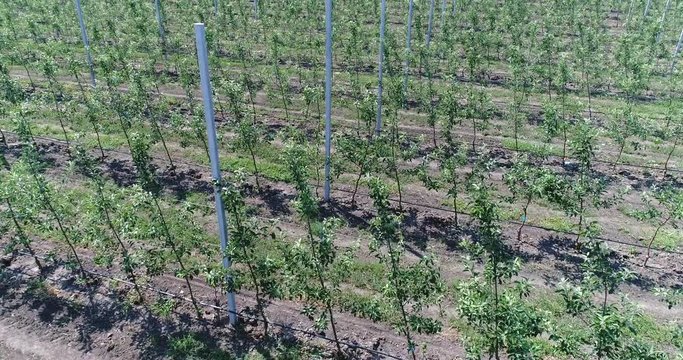 A view of the seedlings of trees from the air, flying over tree seedlings, a garden center, a young apple garden on the field, Rows of tree saplings in the Young apple garden, 4k, aerial