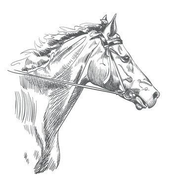 Horse Face Drawing Images – Browse 28,320 Stock Photos, Vectors, and Video  | Adobe Stock
