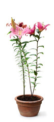 Pink  and red lily flowers in the pot isolated image