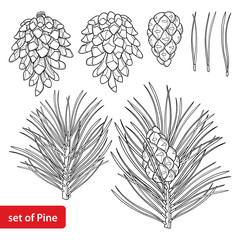 Vector set with outline Scots pine or Pinus sylvestris tree. Branch, pine and cones in black isolated on white background. Coniferous tree in contour style for botanical design and coloring book.