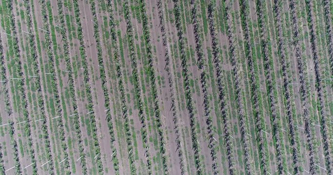 A view of the seedlings of trees from the air, flying over tree seedlings, a garden center, a young apple garden on the field, Rows of tree saplings in the Young apple garden, 4k, aerial