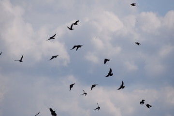 Flying black birds