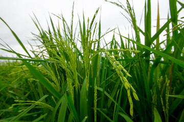 Close up of rice paddy rice field