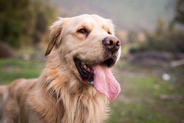 Happy Golden Retriever