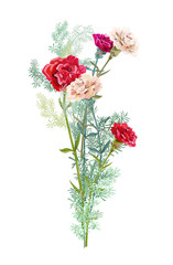 Bouquet of carnation schabaud, white, red flowers, green twigs asparagus, white background, composition for Christmas, Mother's Day, Victory day, digital draw, illustration in watercolor style, vector