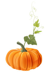 Orange pumpkin with leaves, bud, stem, antennae on white background, digital draw, decorative illustration for autumn harvest festival or Halloween design, vector