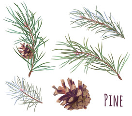 Collection of pine branches and cones, needles on white background, hand digital draw, watercolor style, decorative botanical illustration for design, Christmas plants, vector - obrazy, fototapety, plakaty