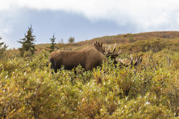 Naklejka premium Alaska Yukon Bull Moose in Velvet