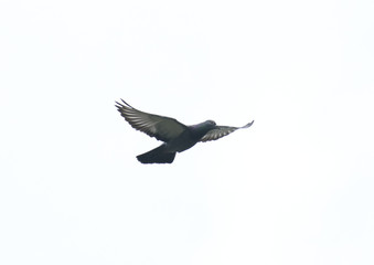 Obraz premium pigeon flying in the sky with full speed racing game sport coming back with stretched wings feral green blue bar wild