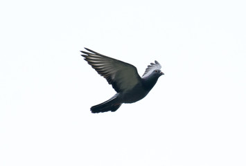 pigeon flying in the sky with full speed racing game sport coming back with stretched wings feral...