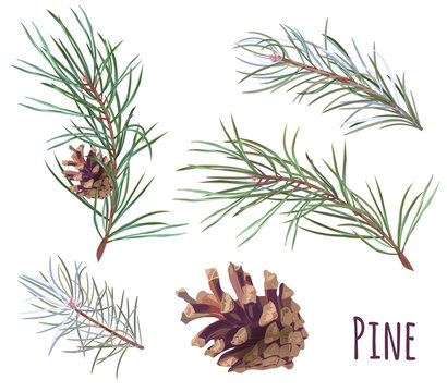 Collection of pine branches and cones, needles on white background, hand digital draw, watercolor style, decorative botanical illustration for design, Christmas plants, vector