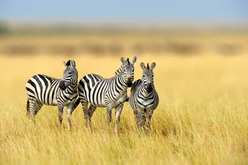 Fotobehang Zebra in de habitat van de grasaard, Nationaal Park van Kenia © byrdyak