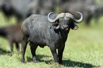 Foto op Canvas Afrikaanse buffel, groot dier in de natuurhabitat © byrdyak