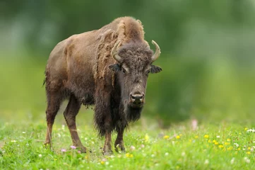 Foto op Plexiglas Europese bizon in de zomerweide © byrdyak