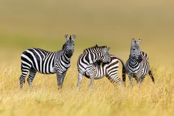 Poster Zebra in de habitat van de grasaard, Nationaal Park van Kenia © byrdyak