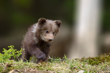 Naklejka premium Young brown bear cub in the fores
