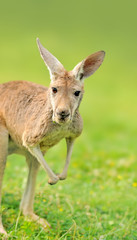 Naklejka na ściany i meble Young Kangaroo at a meadow
