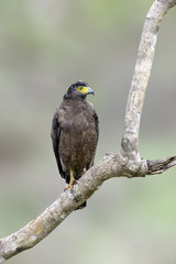 Sri lankan eagle, perched on trunk forest environment, looking for prey