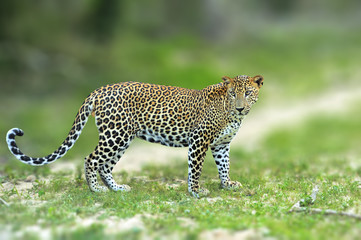 Walking Sri Lankan leopard, Big spotted wild cat lying in the nature habitat, Yala national park, Sri Lanka.