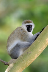 Vervet monkey sitting on branch, nature habitat, Sri Lanka