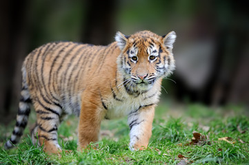 Fototapeta na wymiar Siberian tigris in beautiful habitat