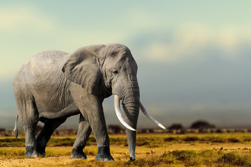 Fototapeta premium African Elephant, Masai Mara National Park, Kenya.