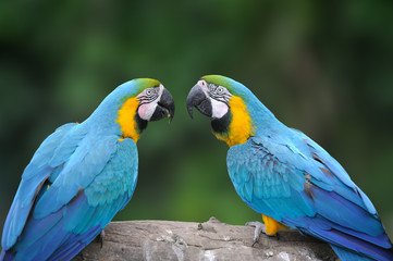 Wild parrot bird, blue parrot Great-Green Macaw, Ara ambigua