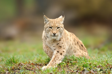 Naklejka premium Lynx, Eurasian wild cat walking on forest in background