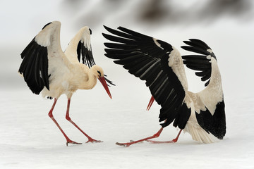 Two white stork in winter