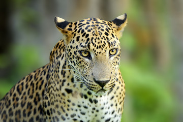 Walking Sri Lankan leopard, Big spotted wild cat lying in the nature habitat, Yala national park, Sri Lanka.