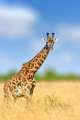 Giraffe in the nature habitat, Kenya, Africa
