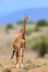 Giraffe in the nature habitat, Kenya, Africa