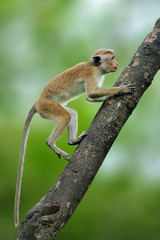Toque macaque, Macaca sinica. Monkrey on the tree. Macaque in nature habitat, Sri Lanka