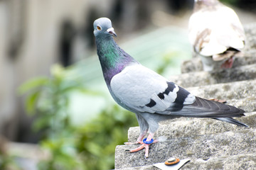bird pigeon sitting standing on roof green blue bar racer homing game pet